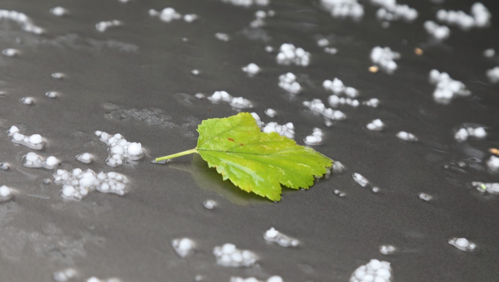 Валерий Шахов