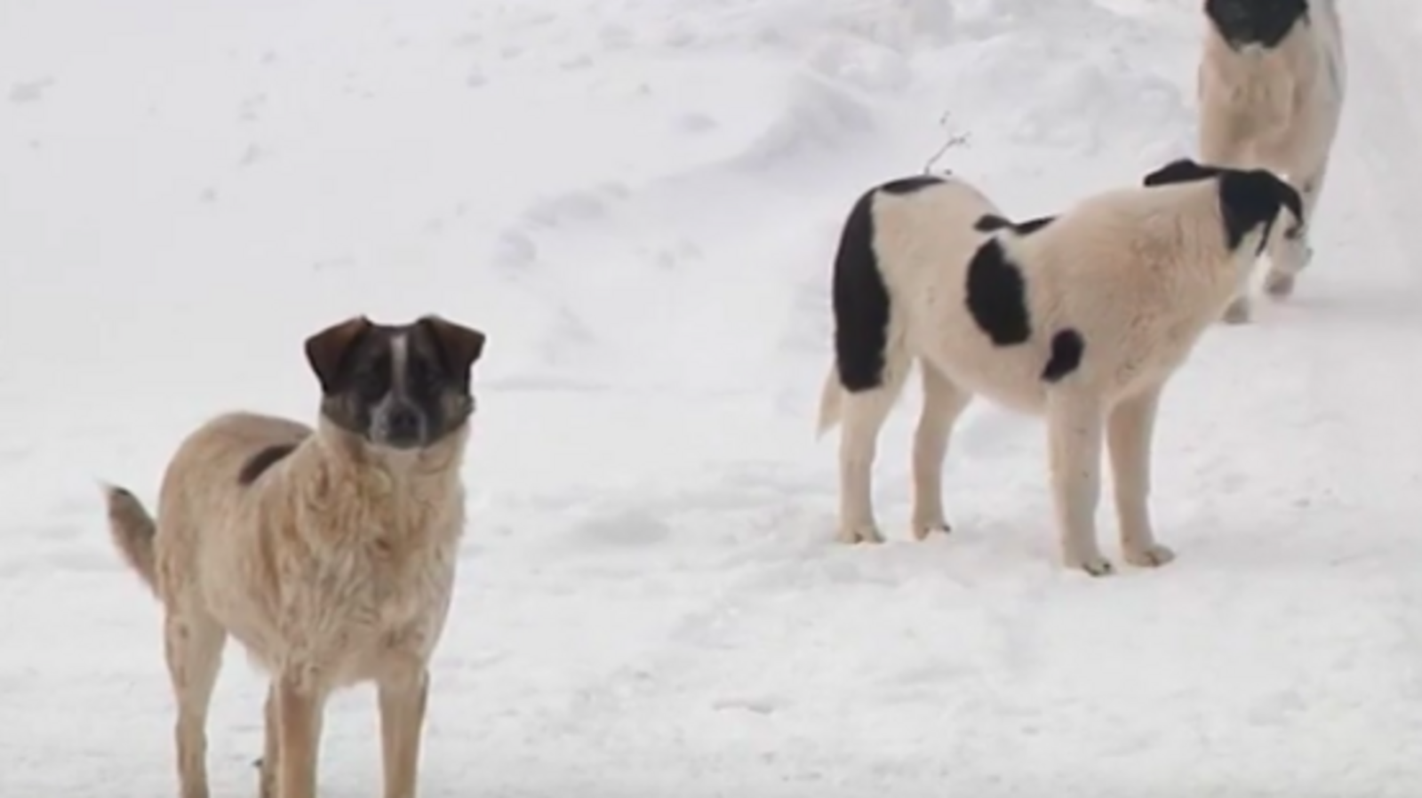 стоп-кадр видео телеканала «Вся Уфа»