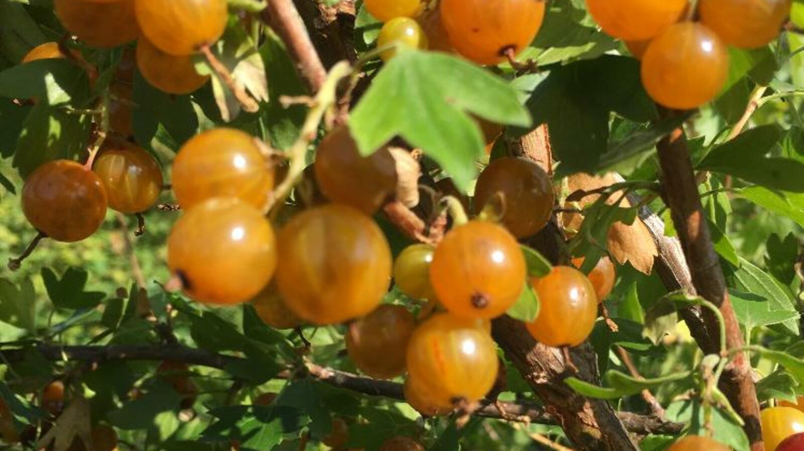 Башкирский НИИ сельского хозяйства