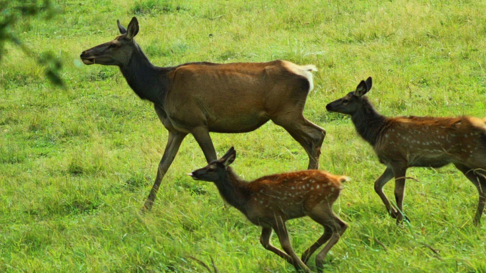 Станислав Шахов