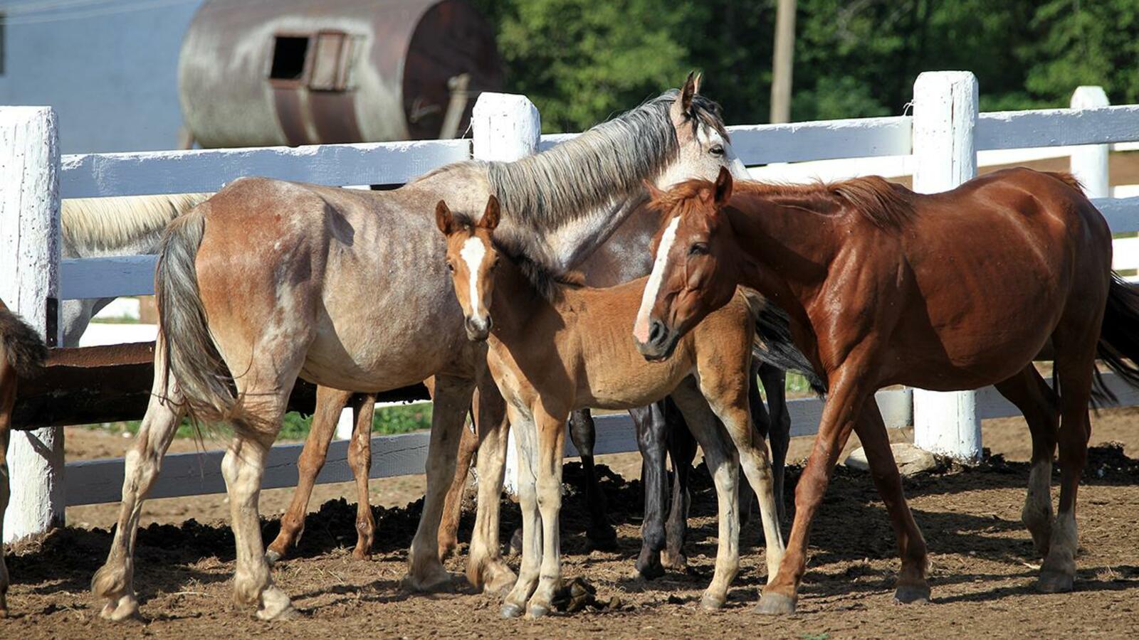 Олег Яровиков