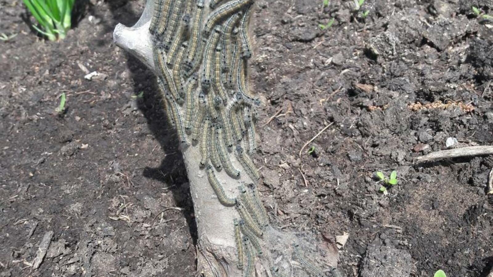 Елена Низамутдинова, Анжелика Лукина,  Фаягуль Халикова, Vk