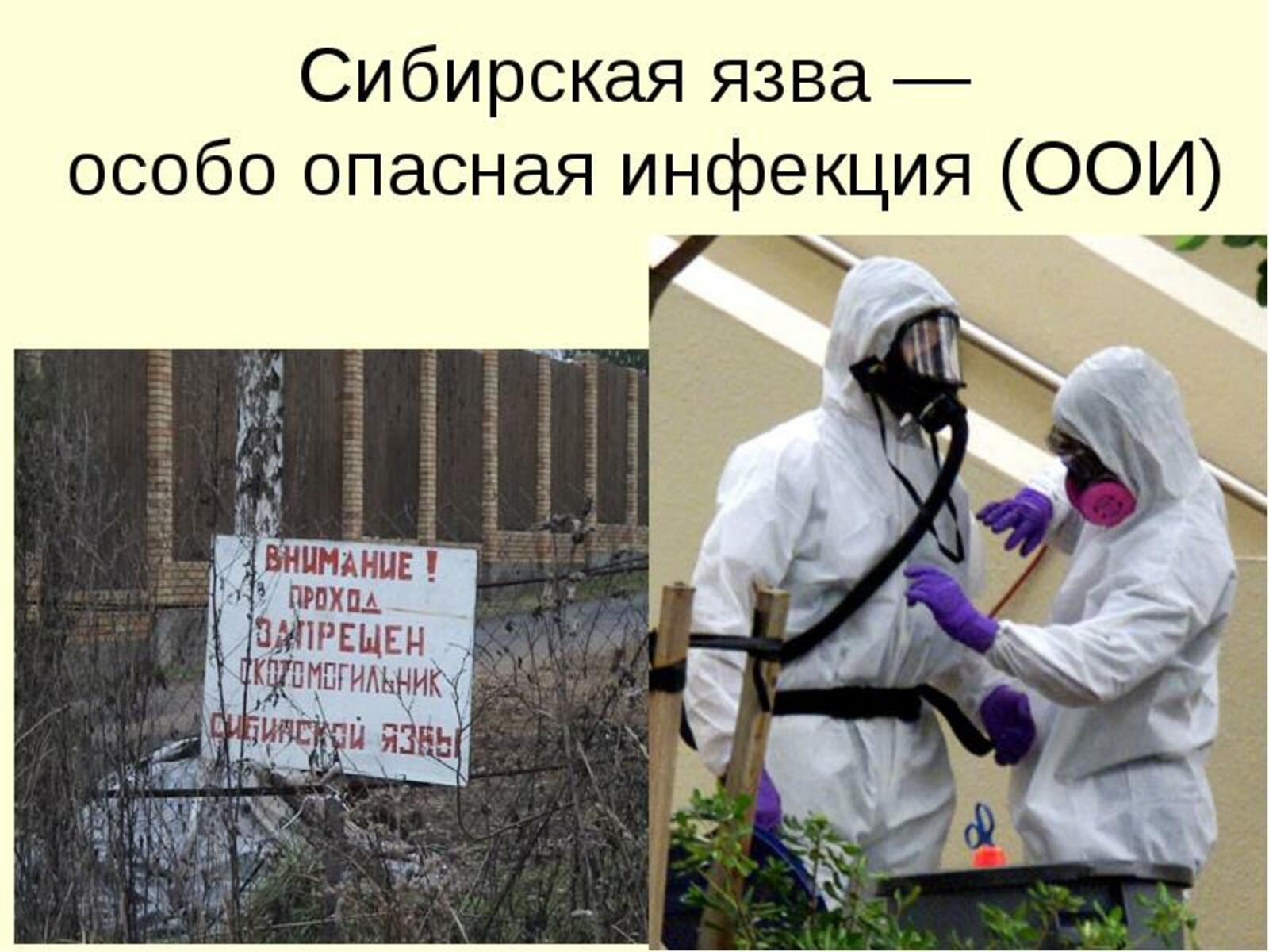 В скотомогильниках бактерии очень опасного заболевания. Особо опасные инфекции Сибирская язва. Sibrskaya yazva.