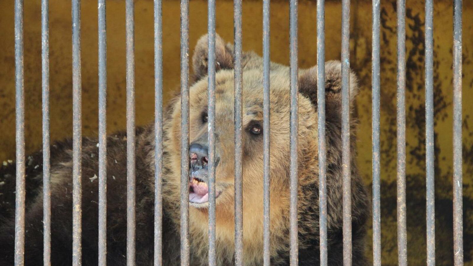 Дмитрий Шаталин