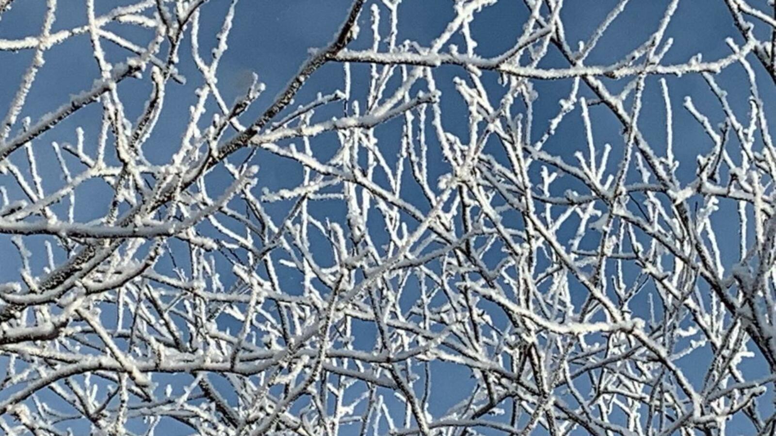 Галина Бахшиева