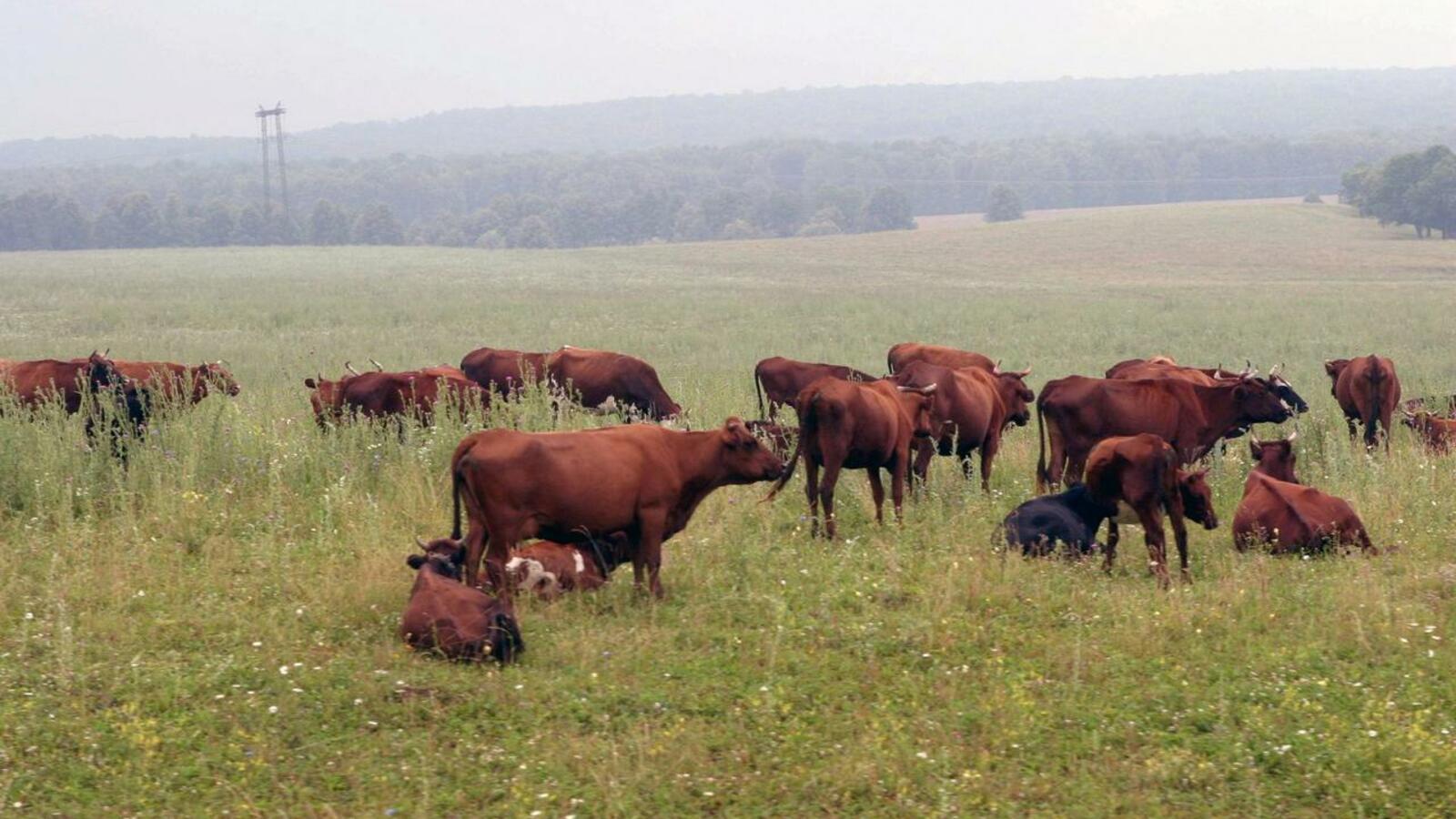 ИА «Башинформ»