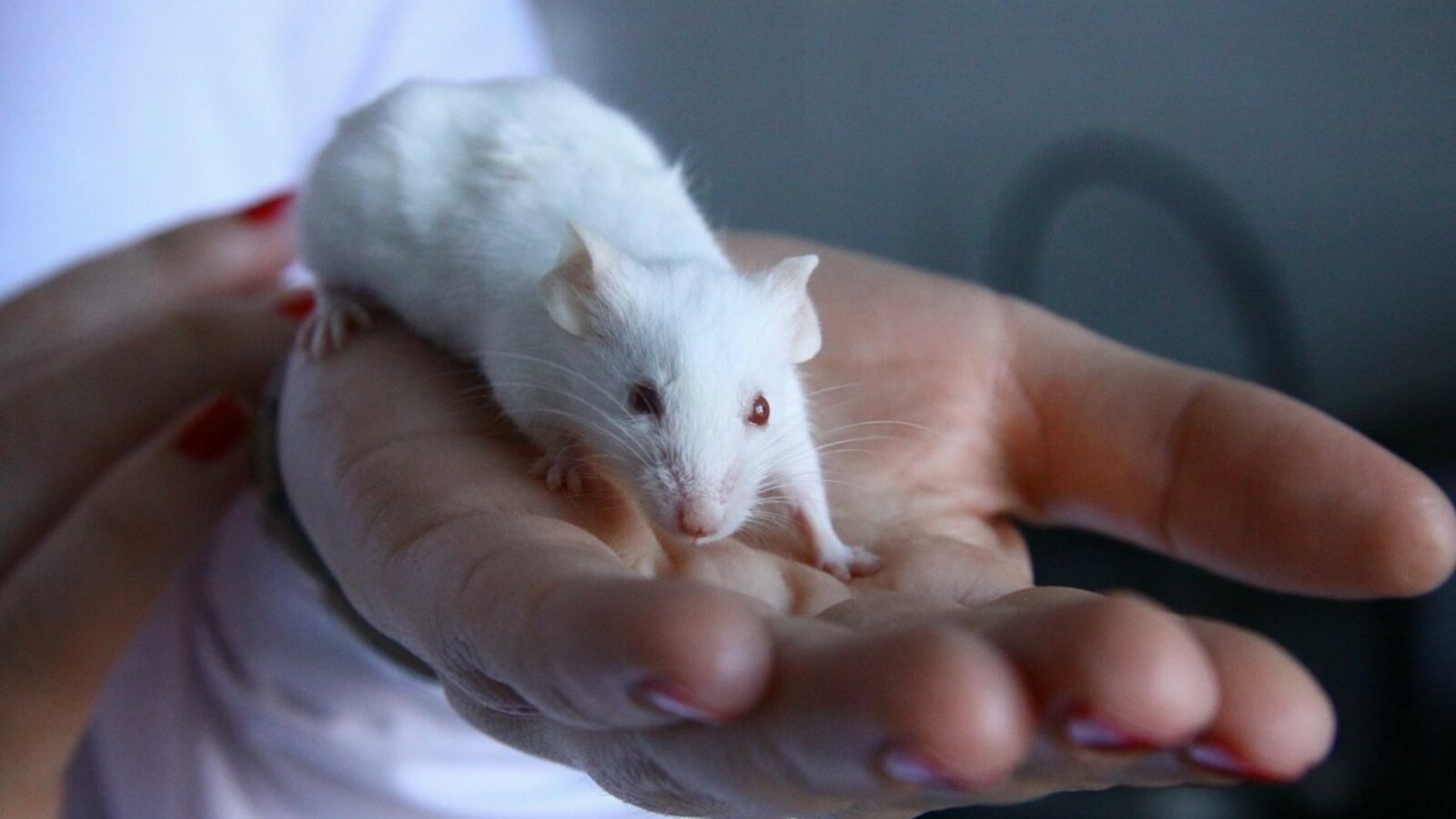 Валерий Шахов