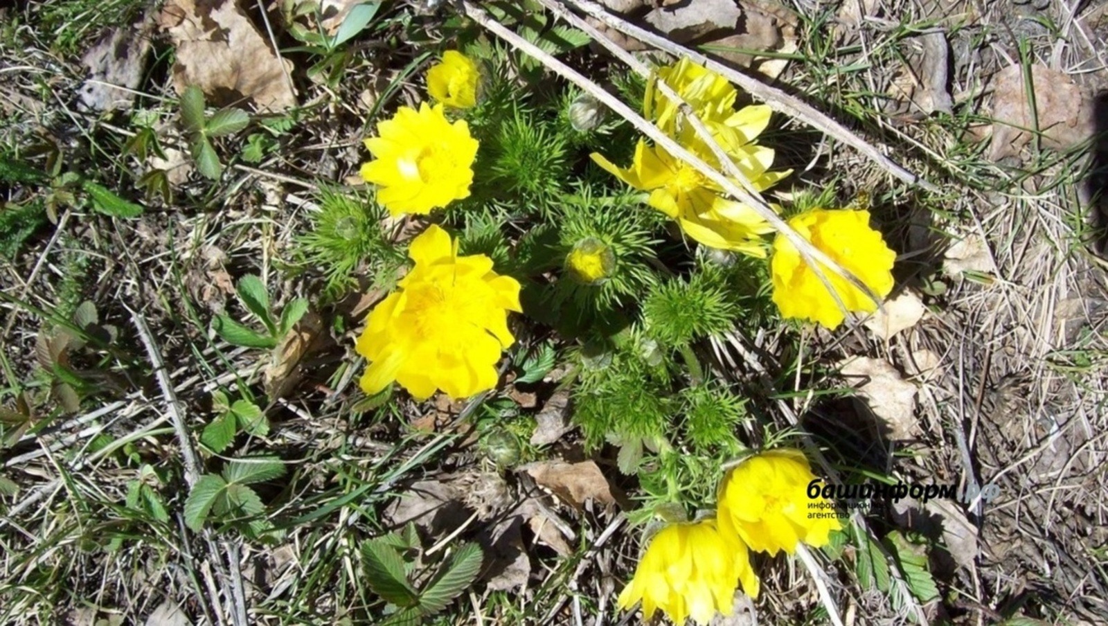 «Башинформ» | архив