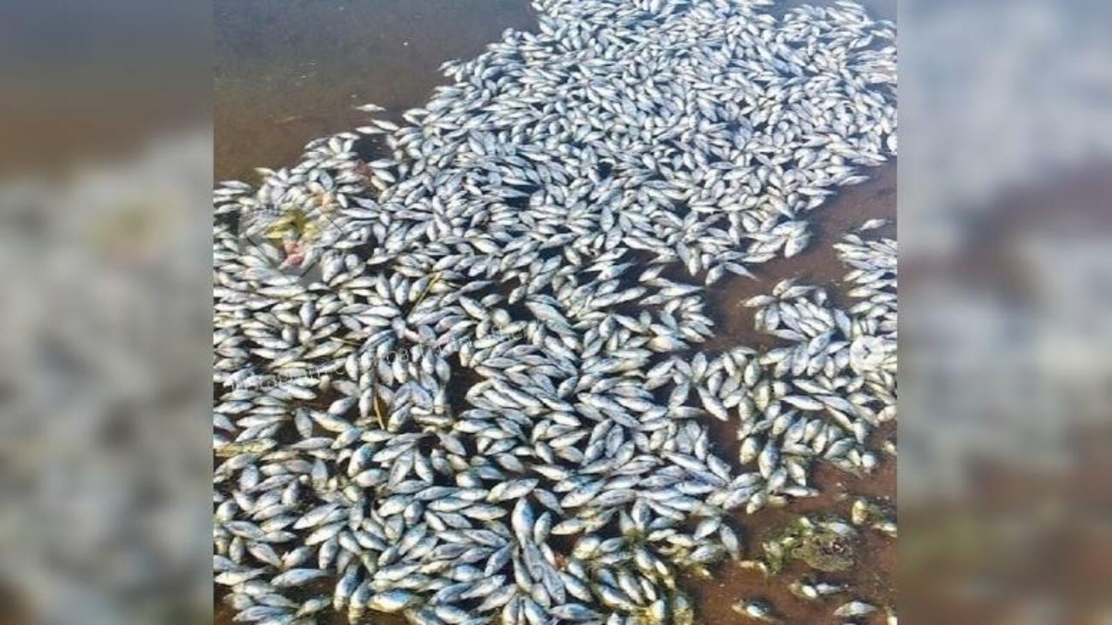 БашДТП. Иснтаграм