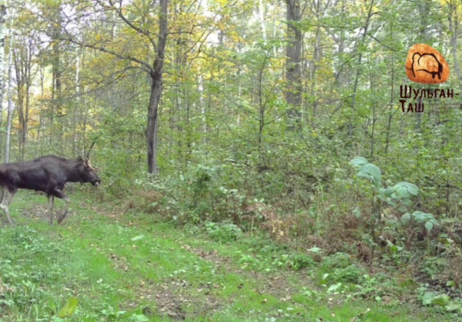 скриншот видео