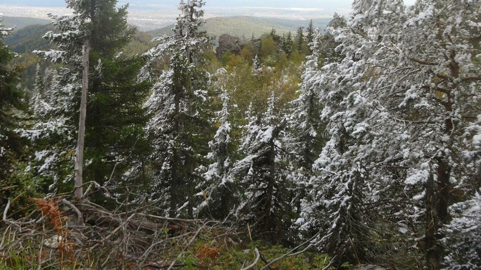 Лена Колоколова