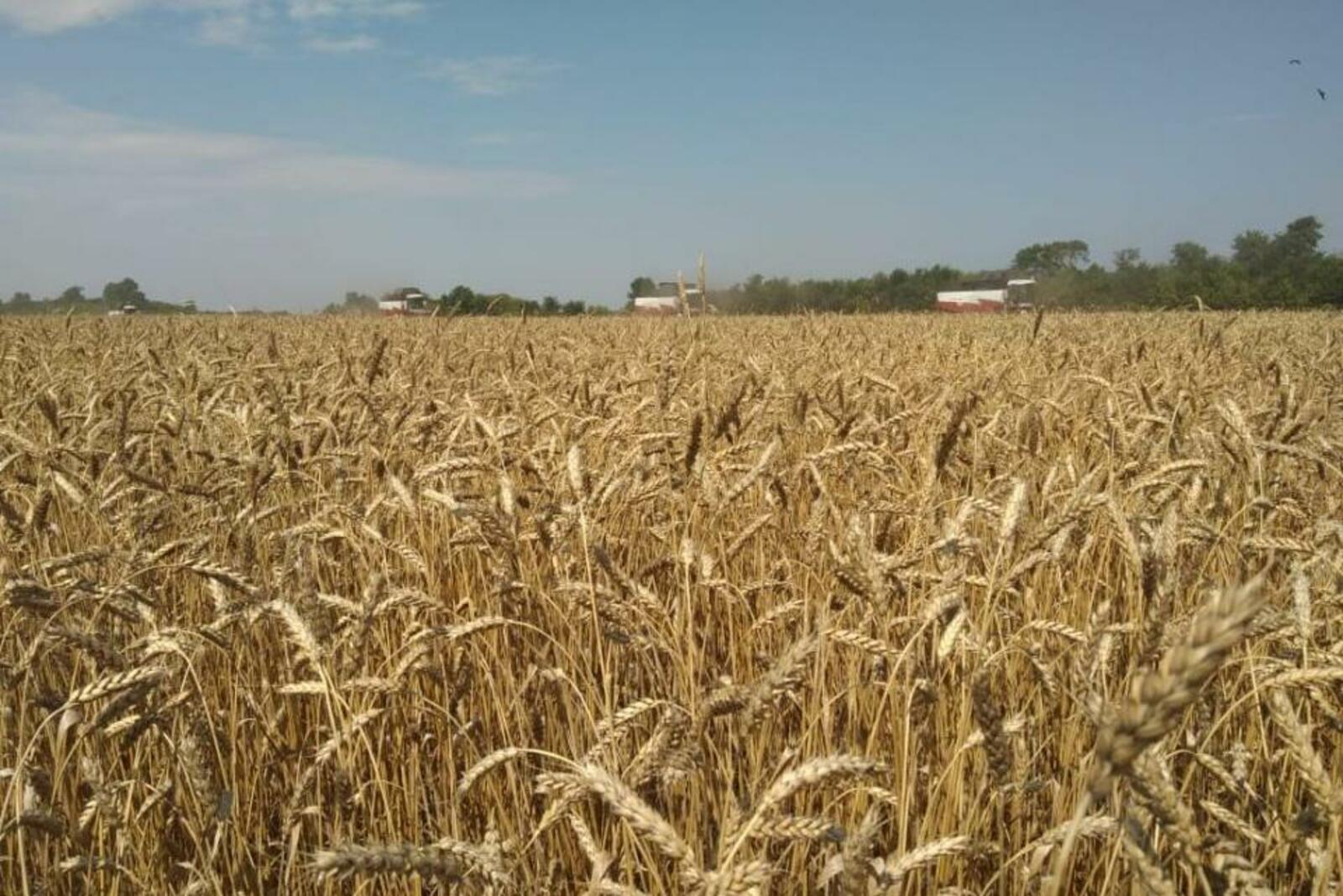 Минсельхоз РБ