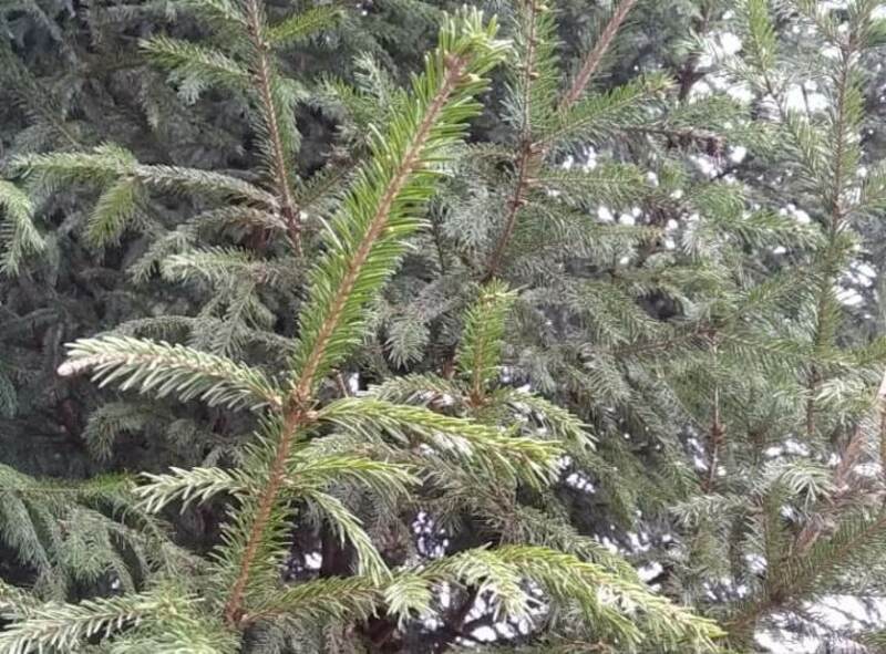 В лесах Башкирии за выходные заблудились 11 человек