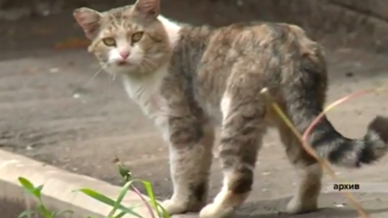 стоп-кадр видео с телеканала «Вся Уфа»