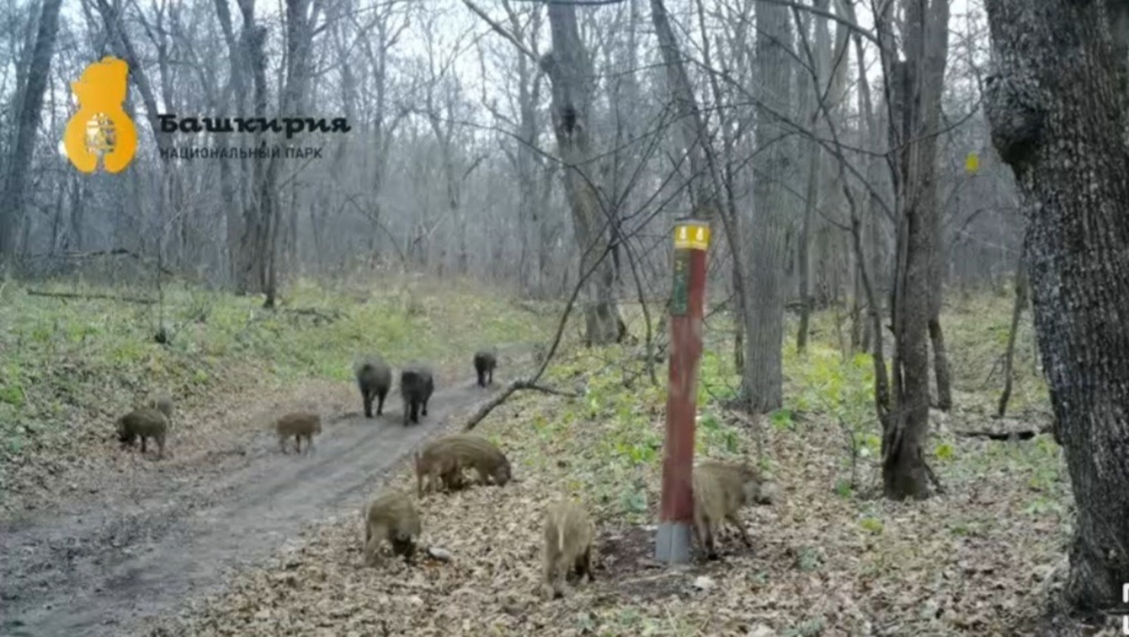 Национальный парк «Башкирия» телеграм-канал