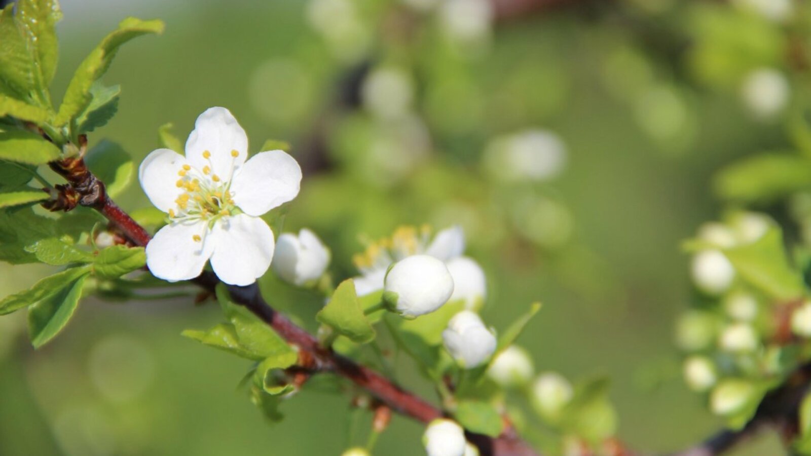 ИА «Башинформ»