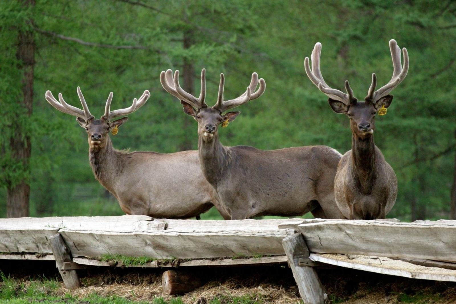 асыҡ сығанаҡтарҙан