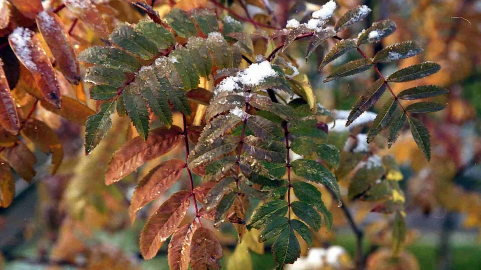 Андрей Старостин