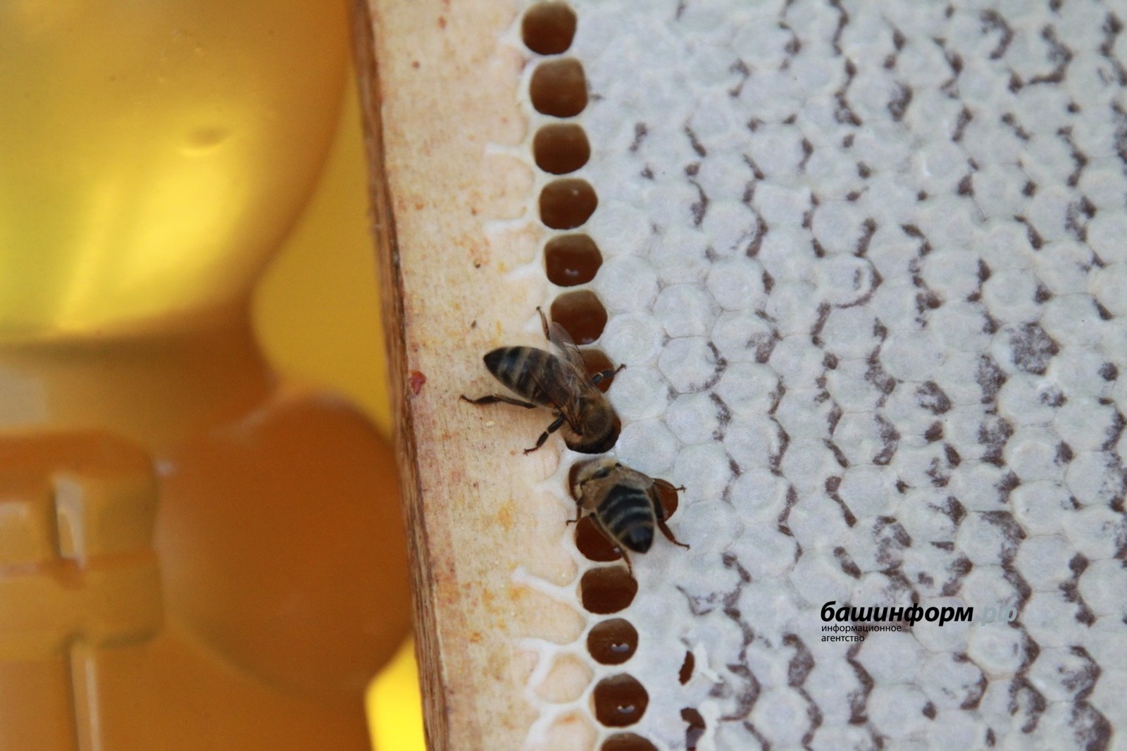 Олег Яровиков архив ИА «Башинформ»