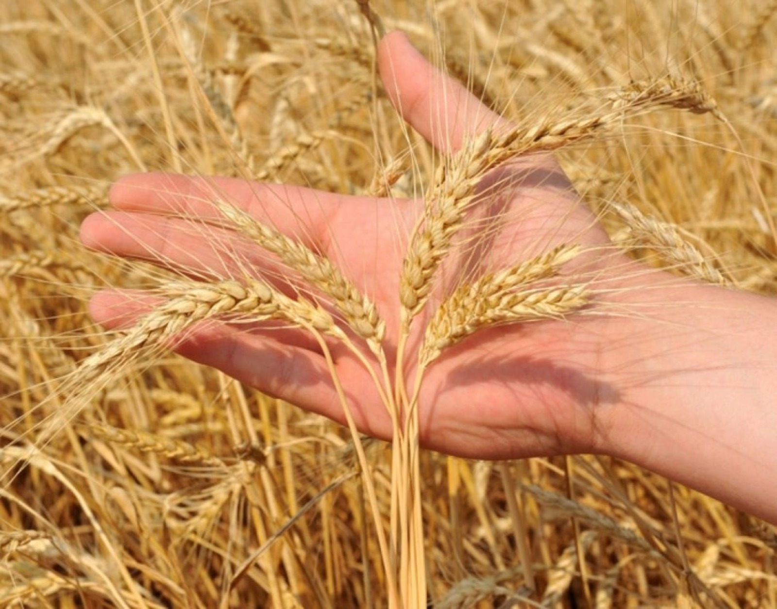 Из каких зерновых культур делают хлеб. Зерновые культуры. Пшеница в руках. Колосья пшеницы. Колосья в руках.