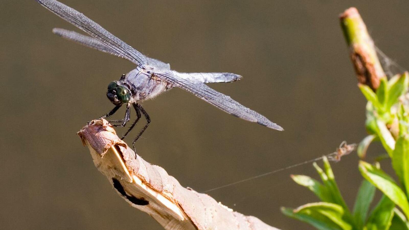 ИА «Башинформ»