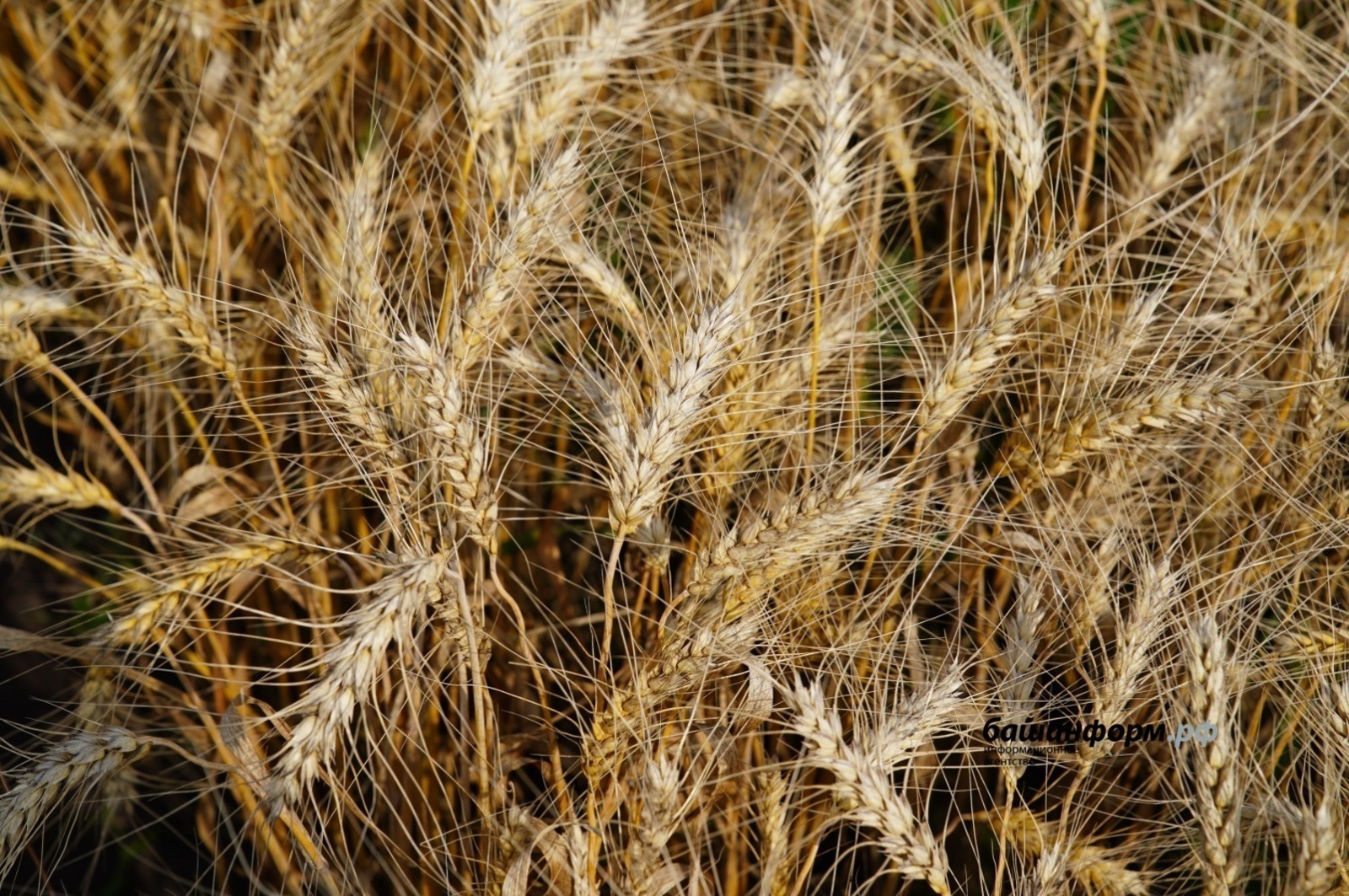 Олег Яровиков архив ИА "Башинформ"