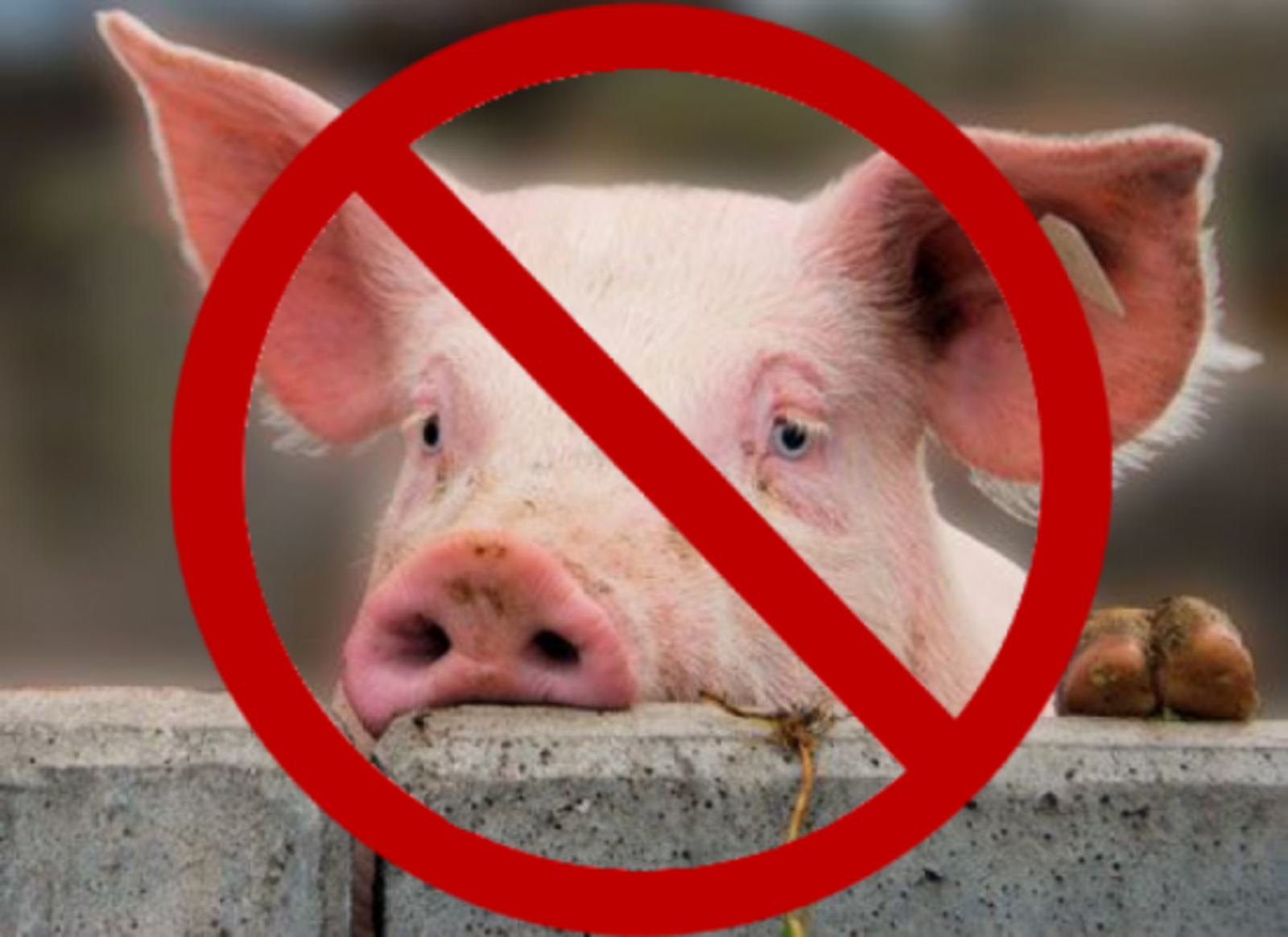Африканская чума свиней выявлена в соседних регионах