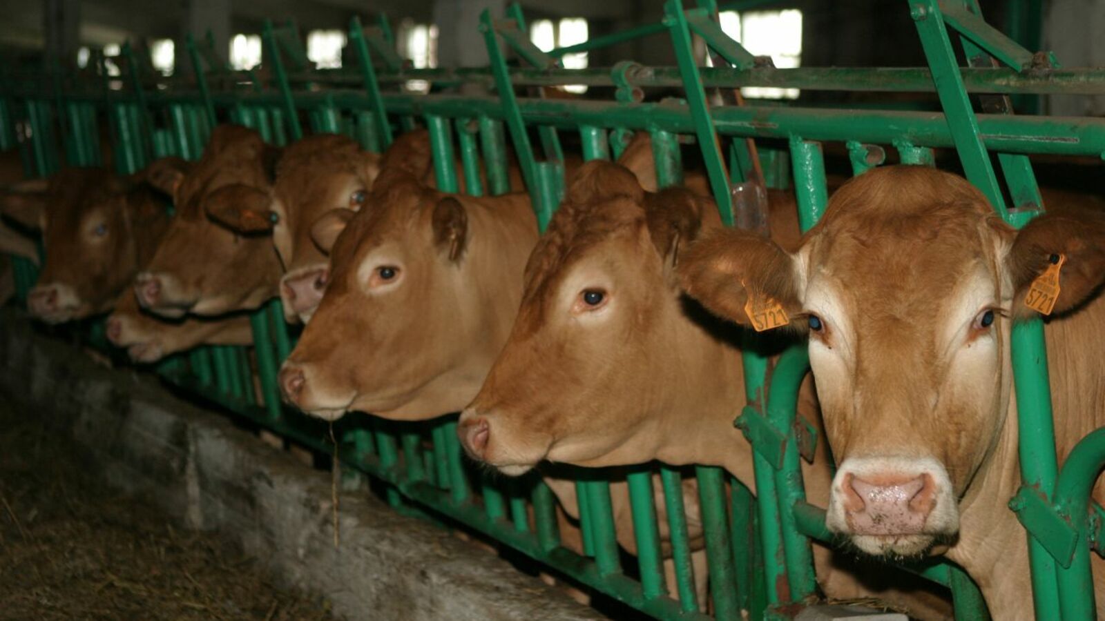 Андрей Старостин