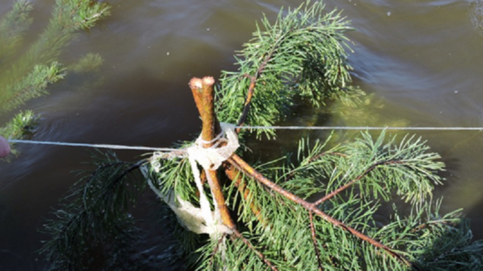 Минэкологии РБ