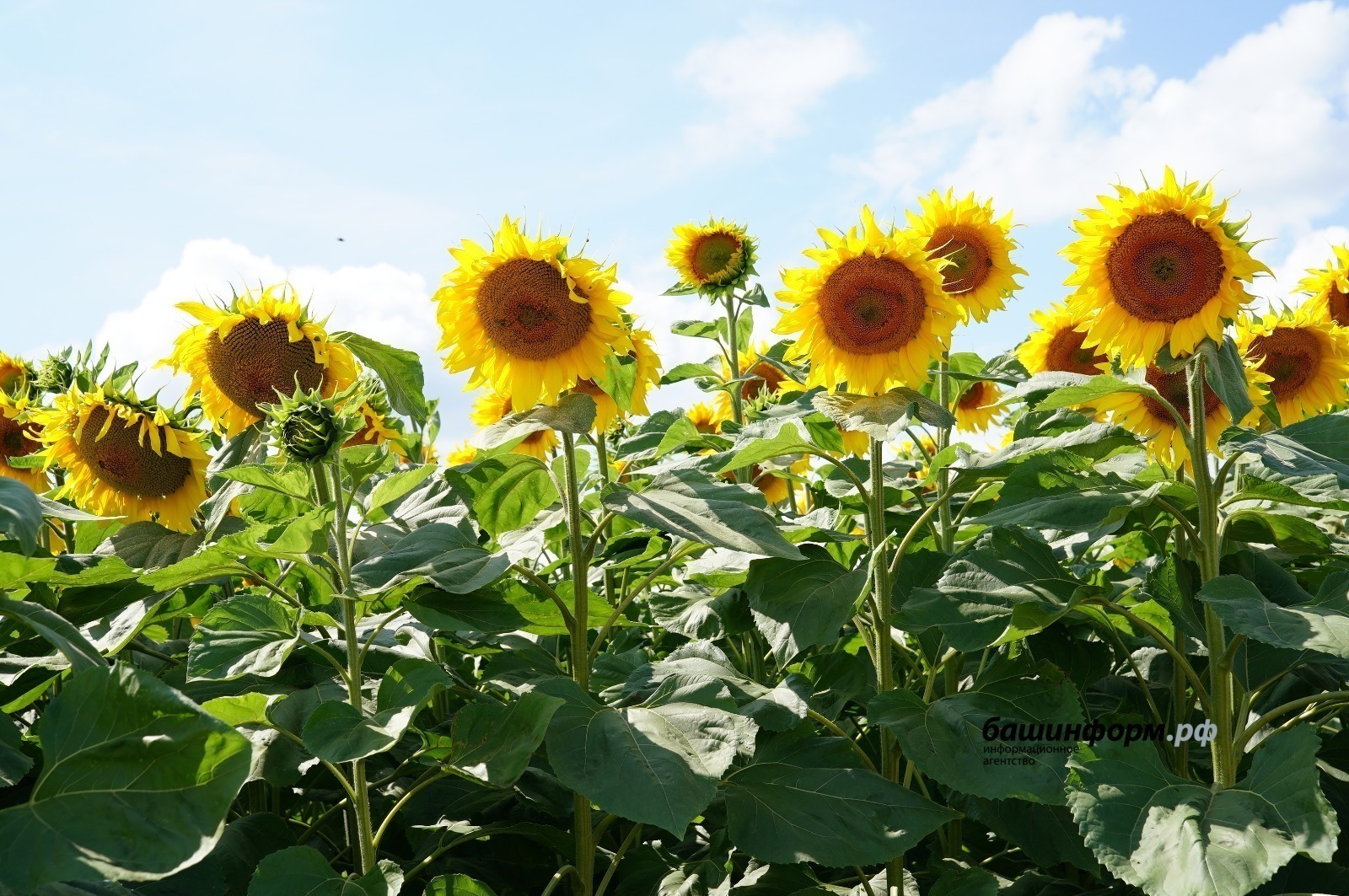 Олег Яровиков  архив ИА «Башинформ»