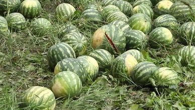 Валерий Шахов