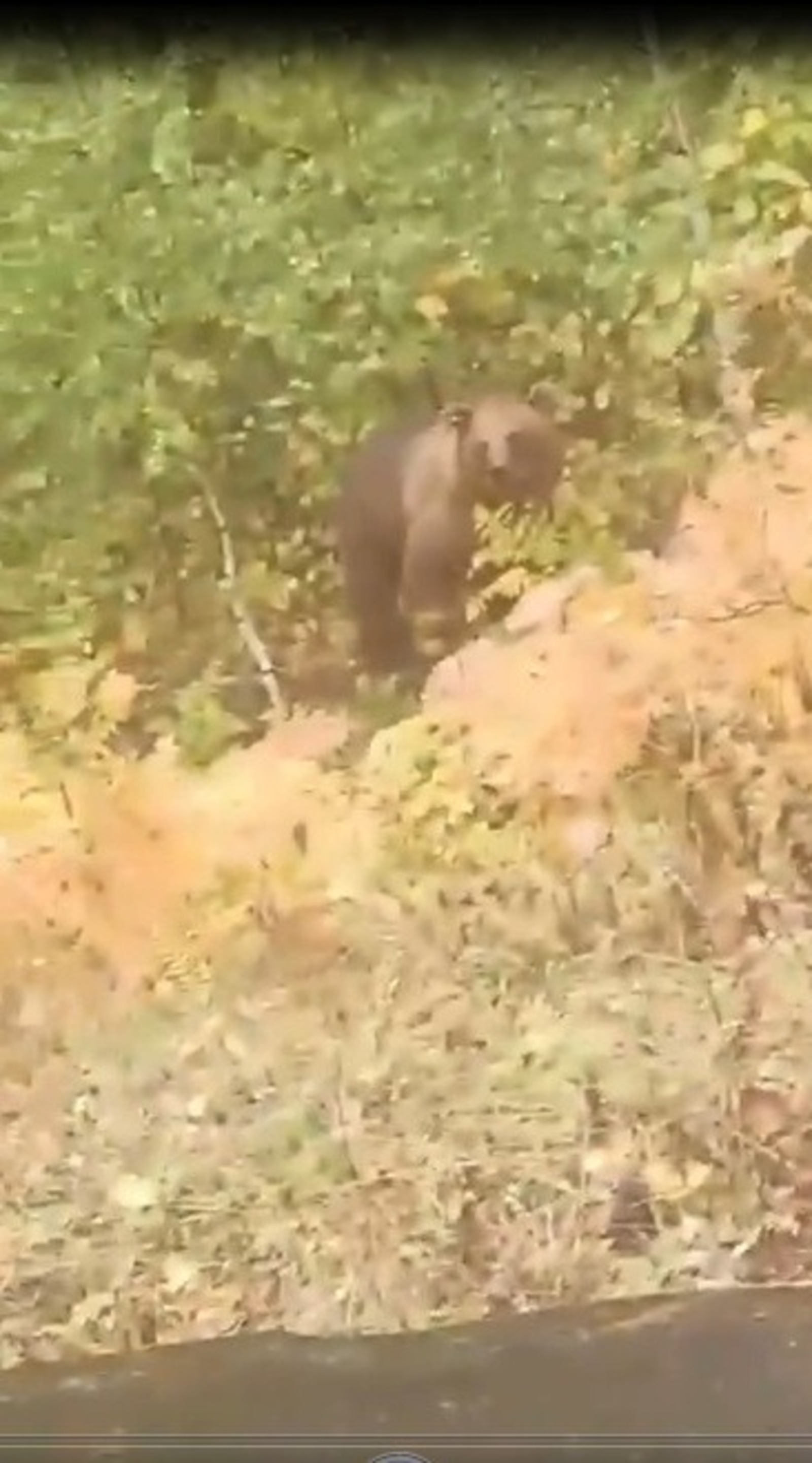 скриншот видео