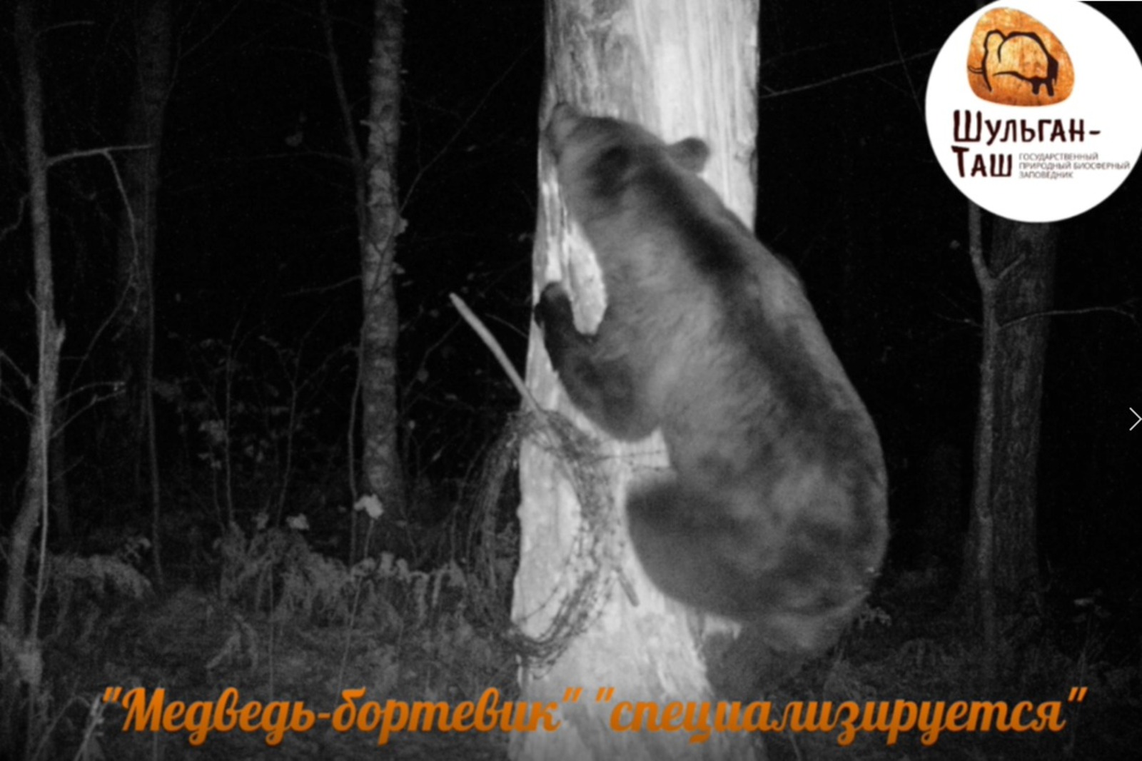 скрин видео