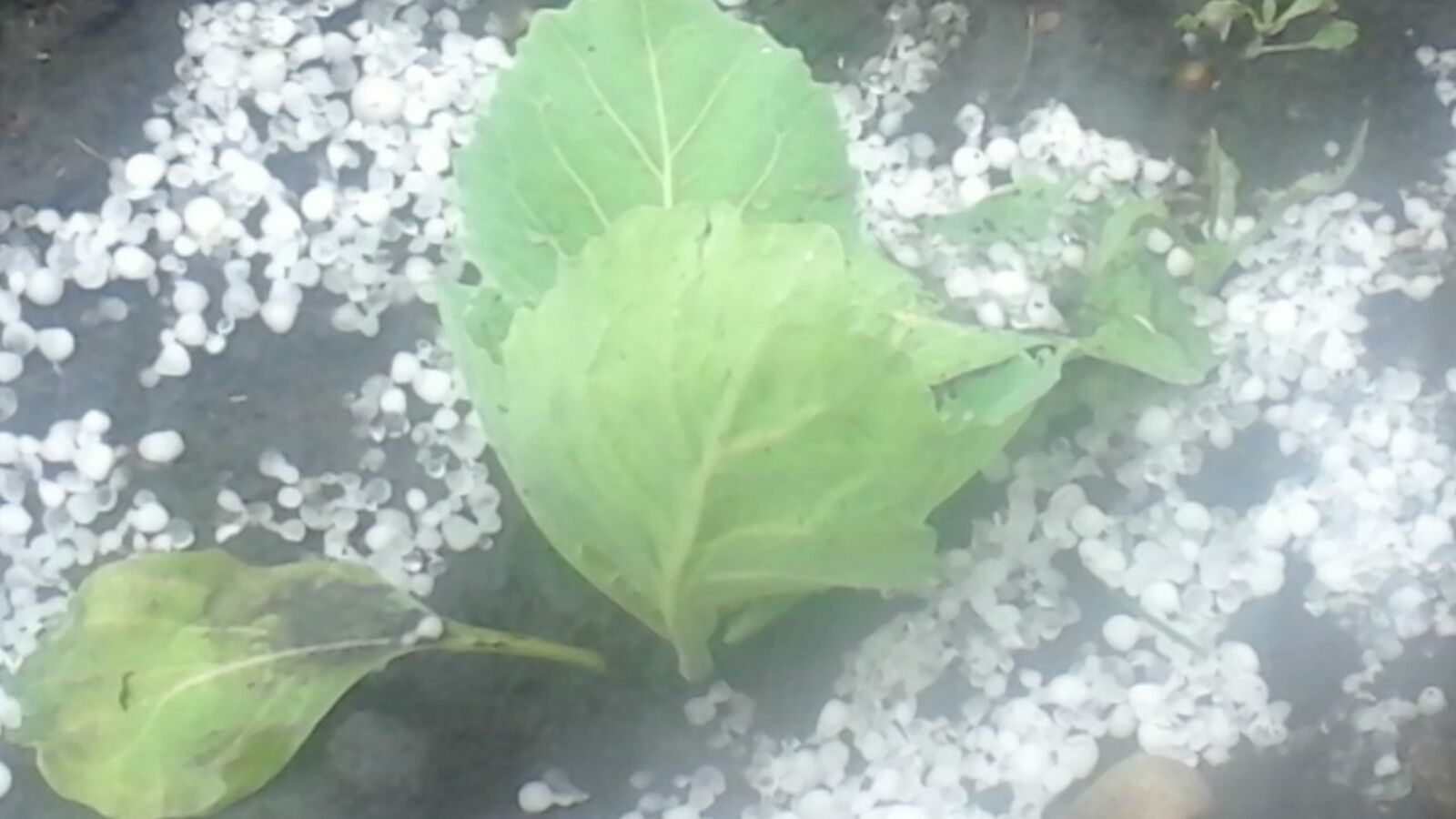 Галия Набиева