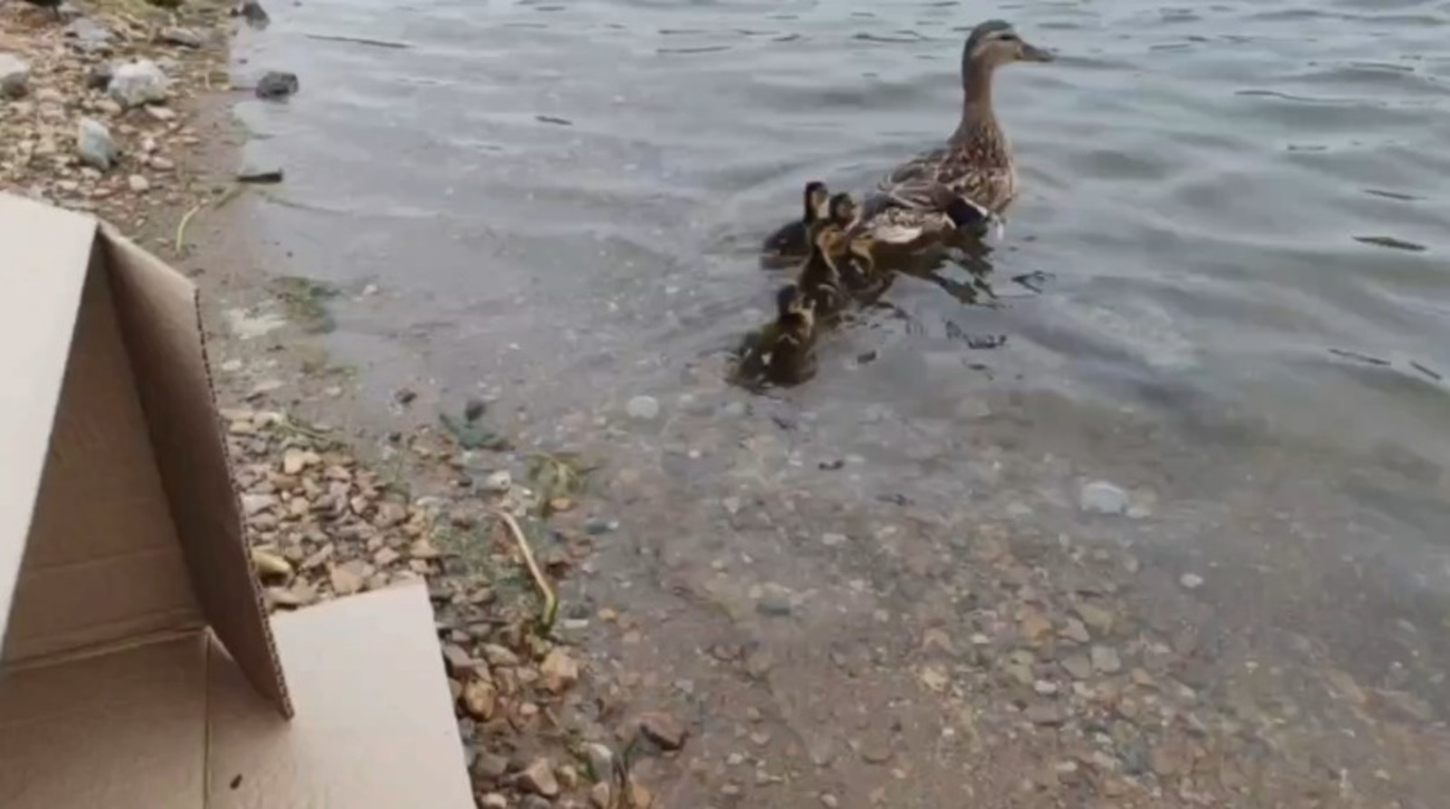 скриншот видео
