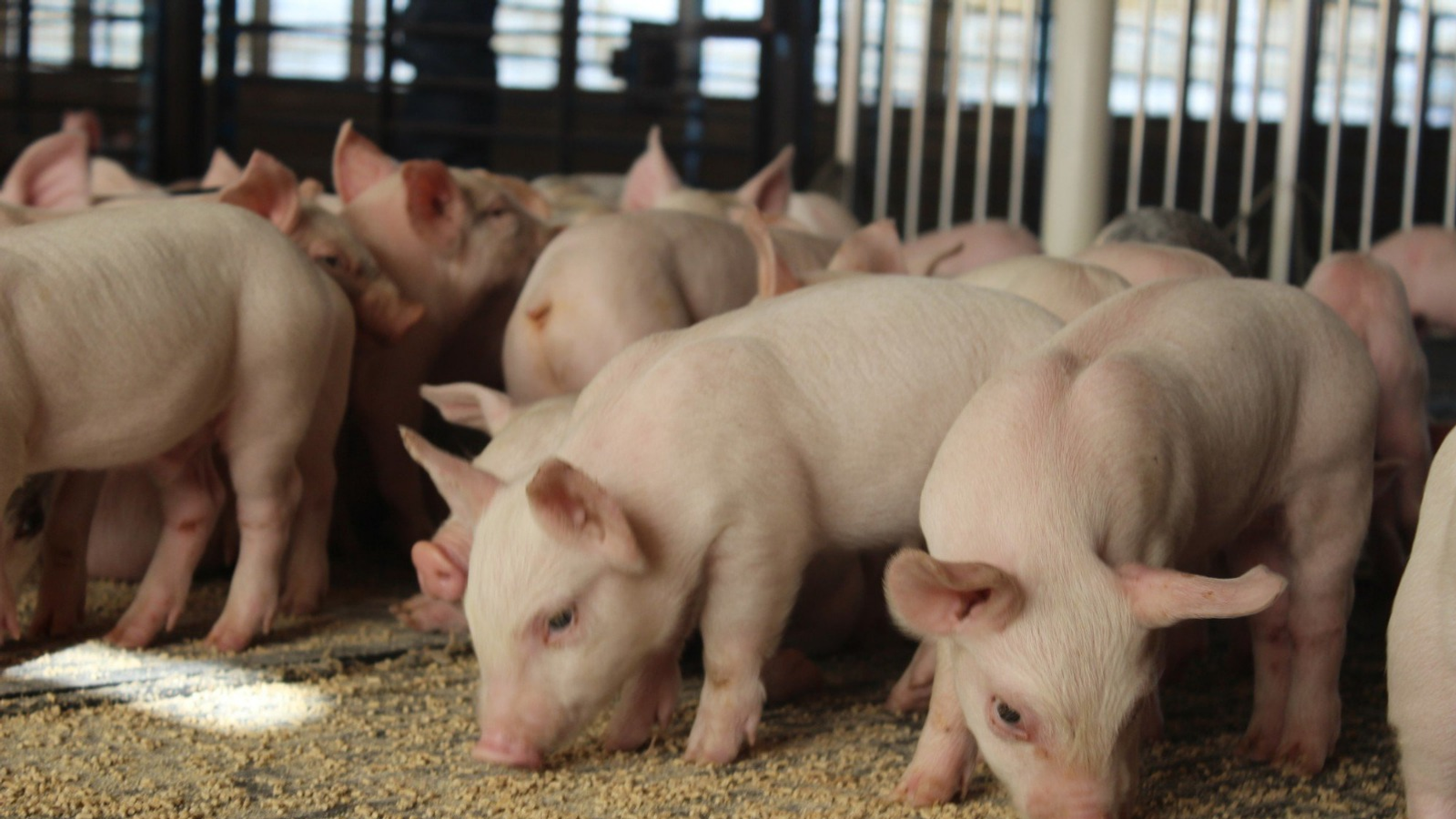 управление Россельхознадзора по РБ