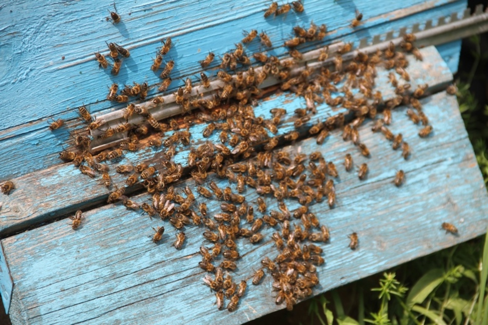 Правительство Башкортостана поддержит ишимбайских пчеловодов