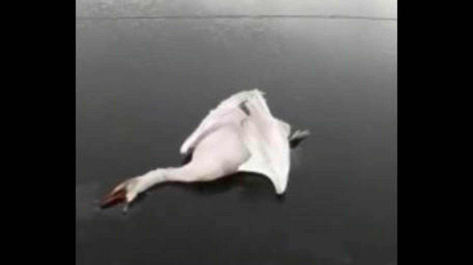 стоп-кадр видео