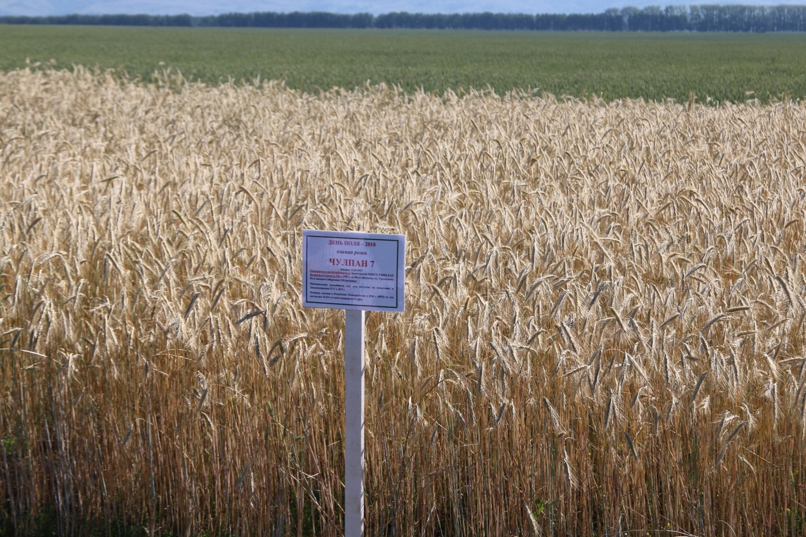правительство РБ