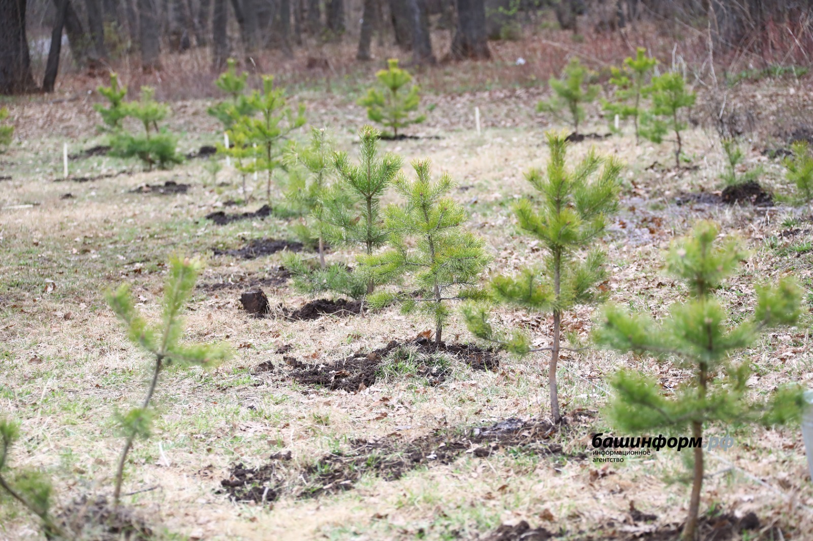 Валерий Шахов ИА «Башинформ»