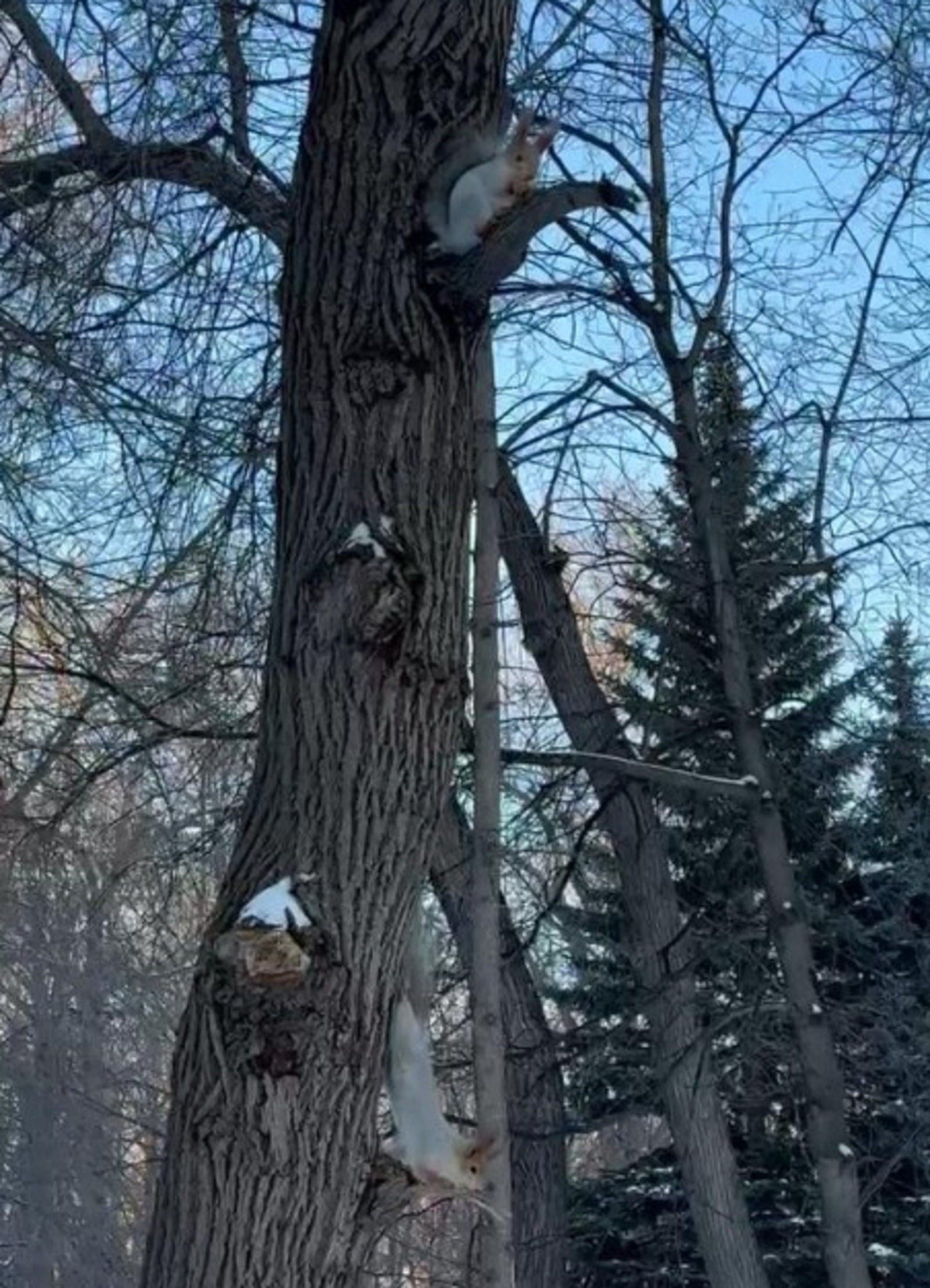 Ратмир Мавлиев, телеграм