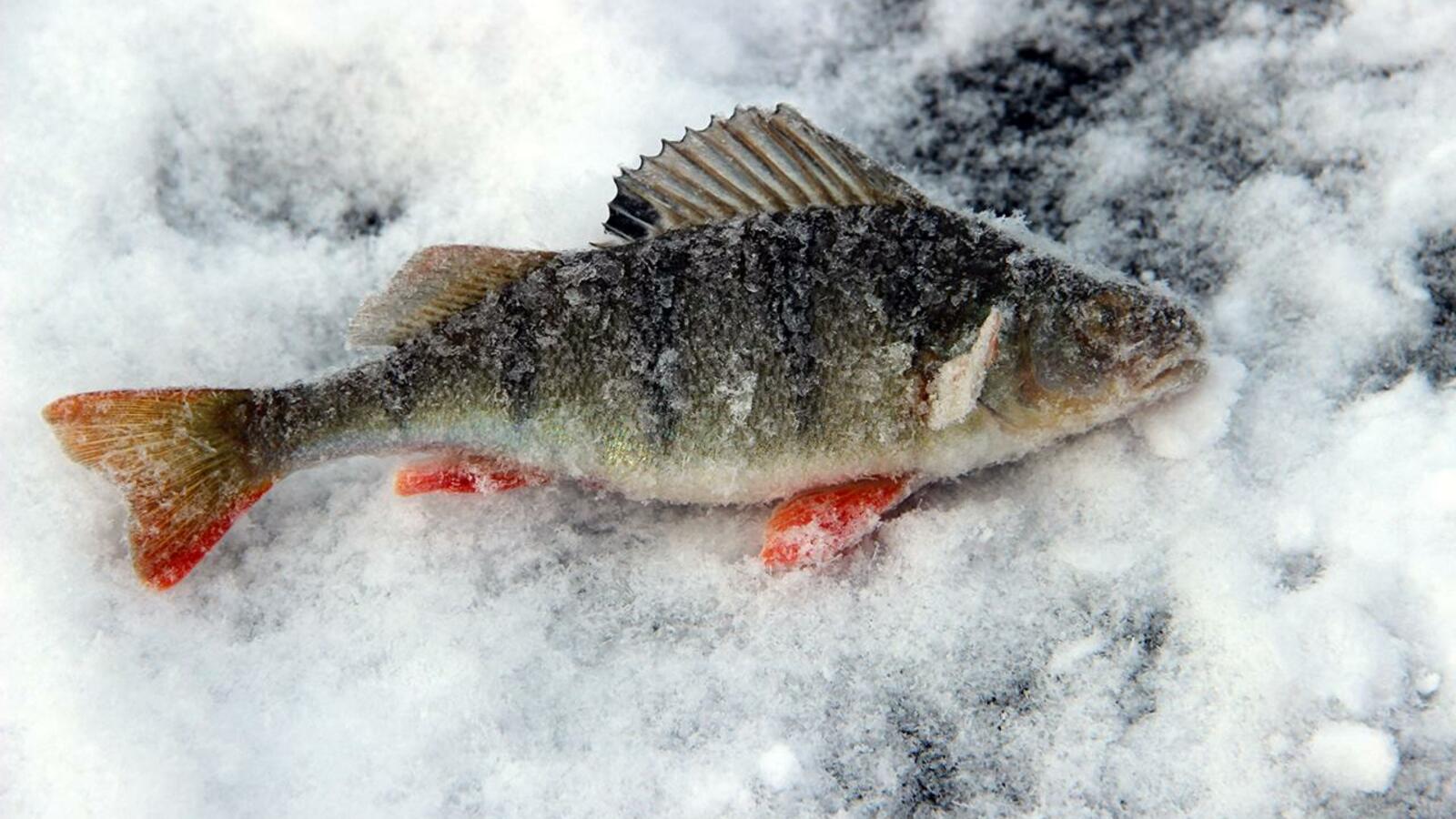 Национальный архив РБ