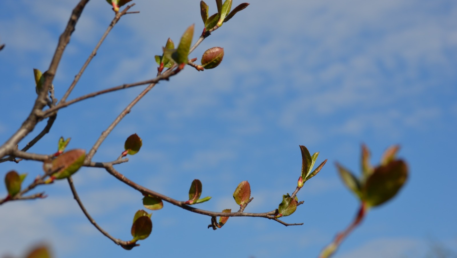 Ксения Калинина