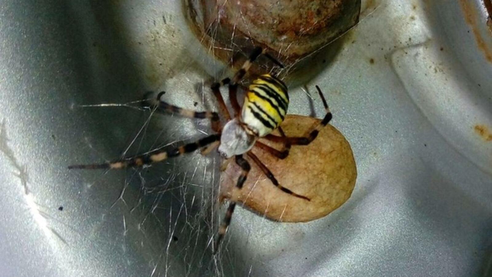 Илья Антонов