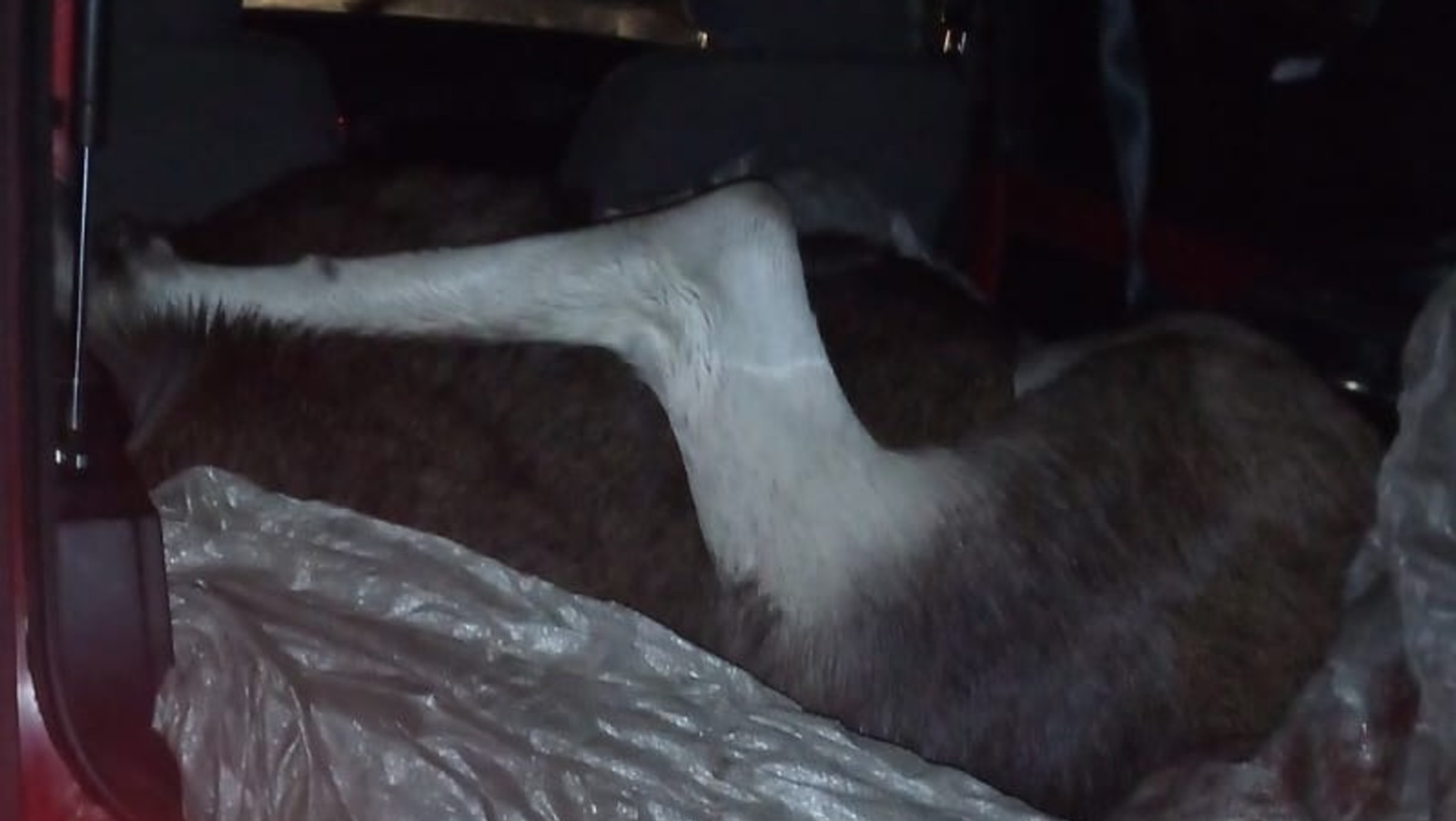 Башҡортостандың Тәбиғәттән файҙаланыу һәм экология министрлығы