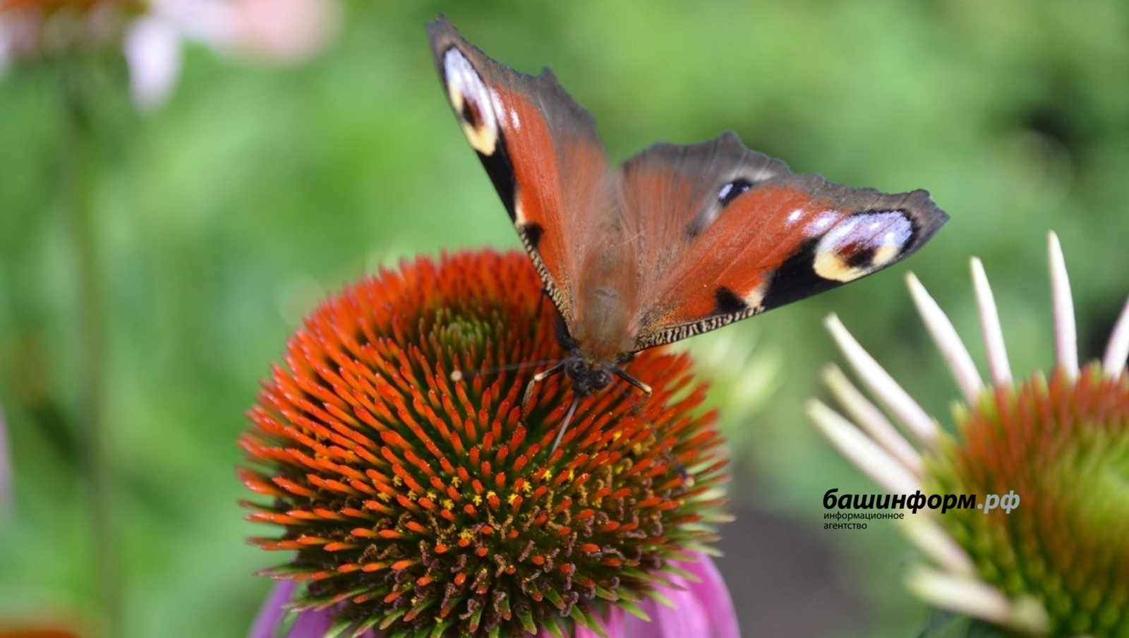 «Башинформ» мәғлүмәт агентлығы архивы