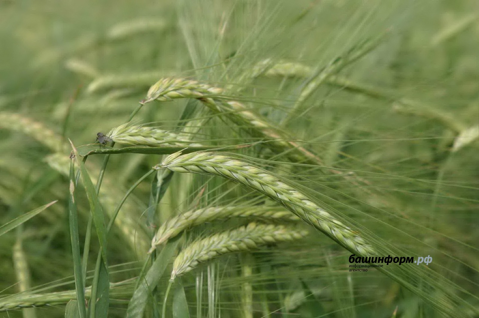 Валерий Шахов архив ИА "Башинформ"