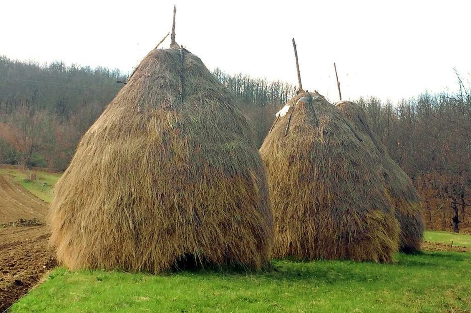 Википедия