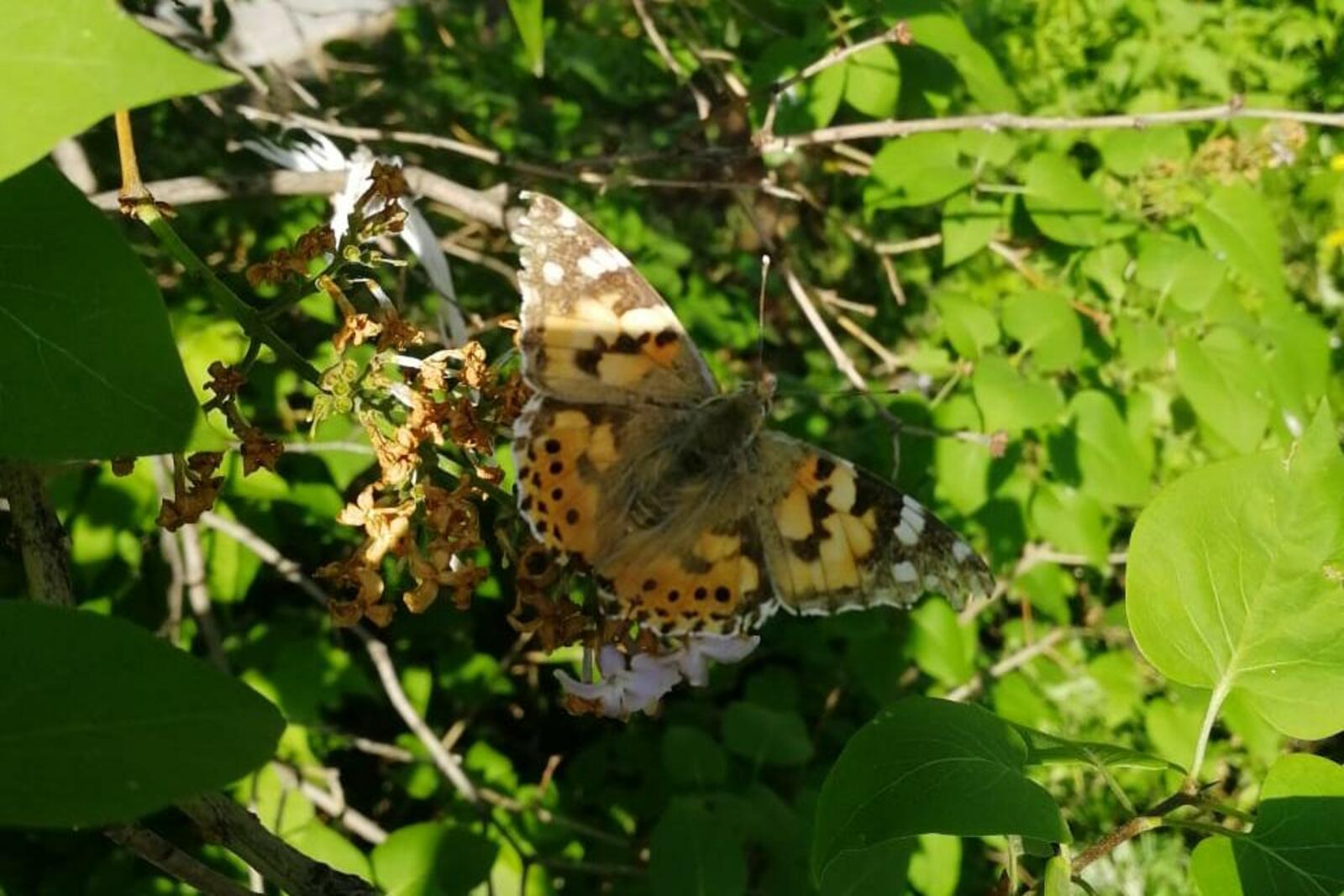 Михаил Кривошеев