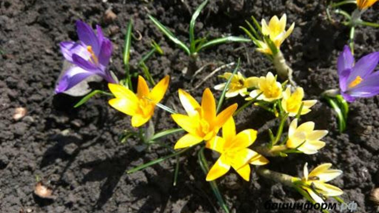 ИА «Башинформ»